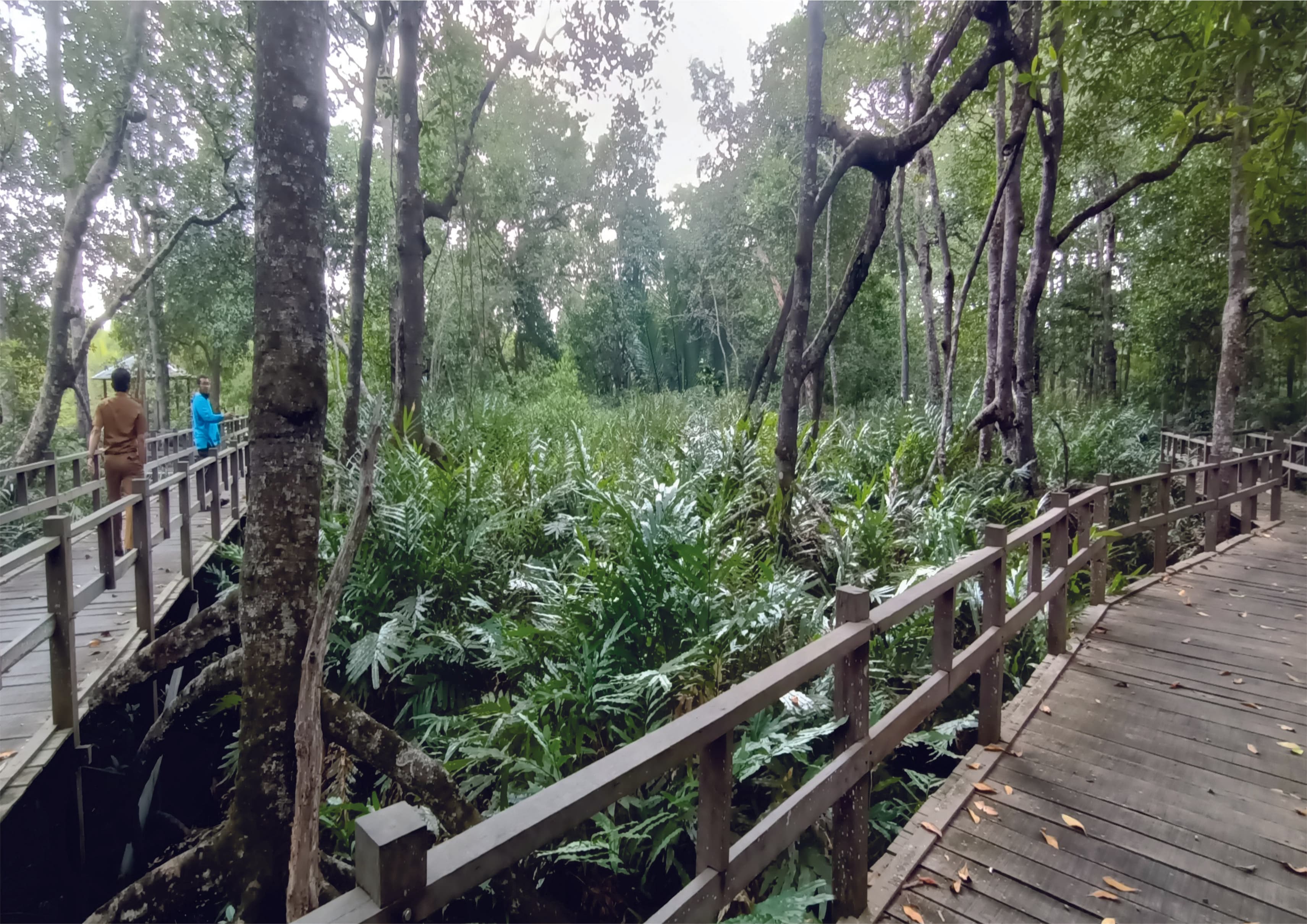 Ekosistem Mangrove Kabupaten Paser: Pelestarian dan Keindahan Alam